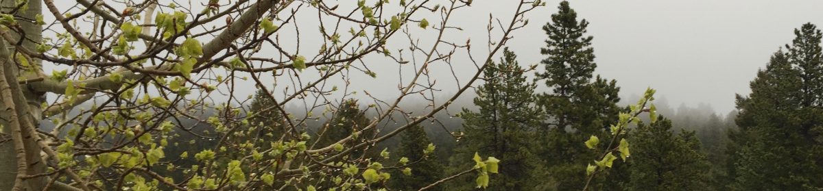 SwensonCommunications Copyright 2024